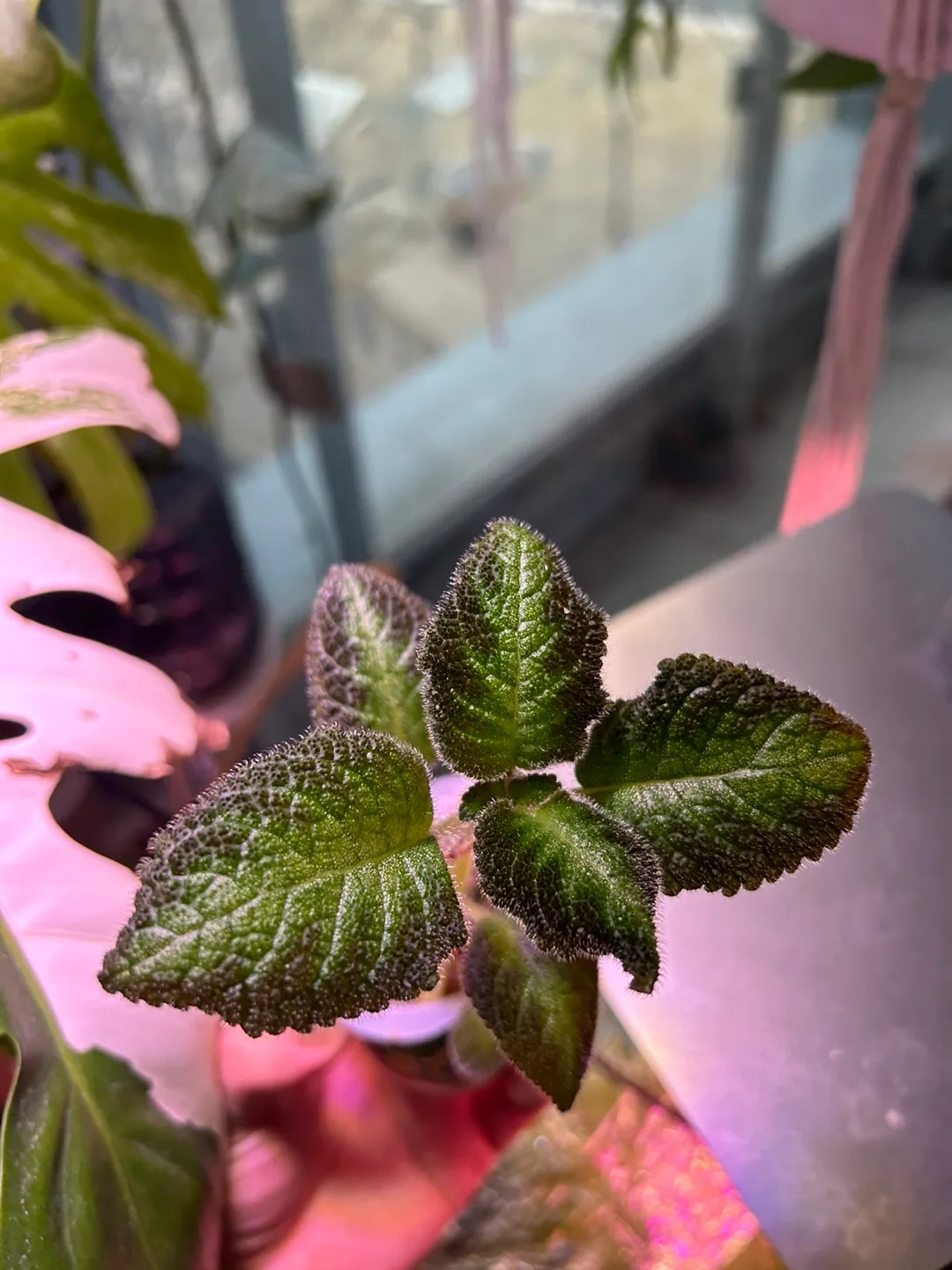 Rare Pink & Green Episcia 'Pink Splash' image indicator(2)