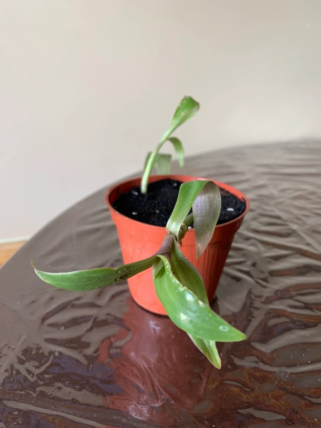 Tradescantia Spathacea Propagation thumbnail