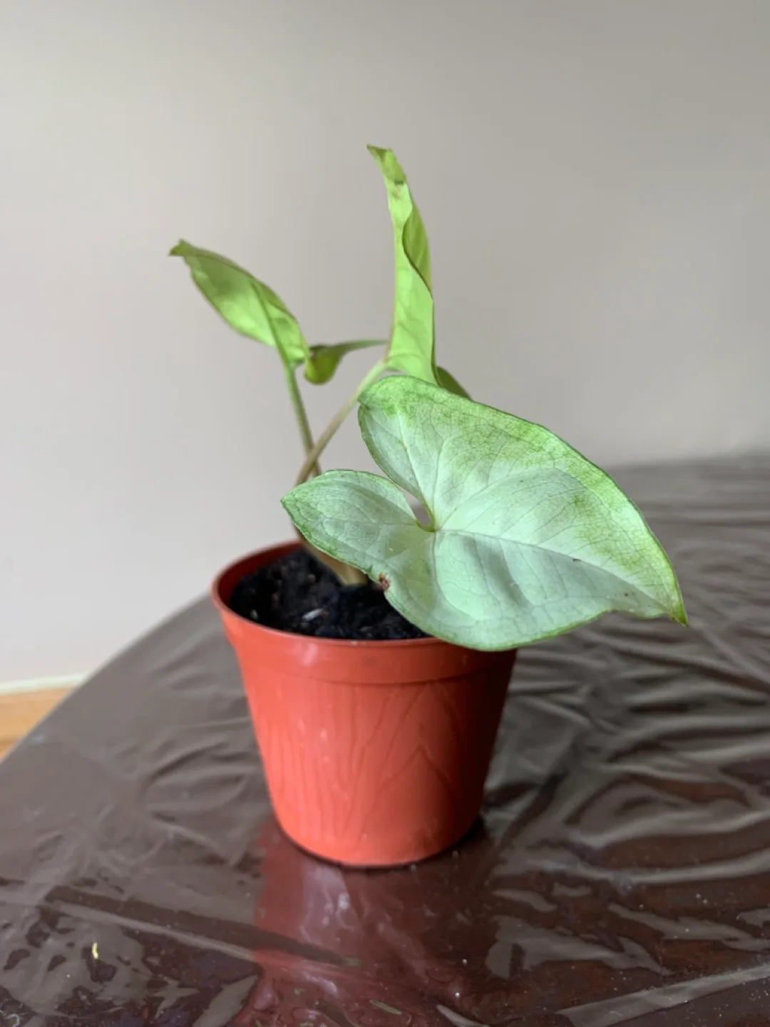 Syngonium podophyllum 'Albo Variegata' cutting thumbnail
