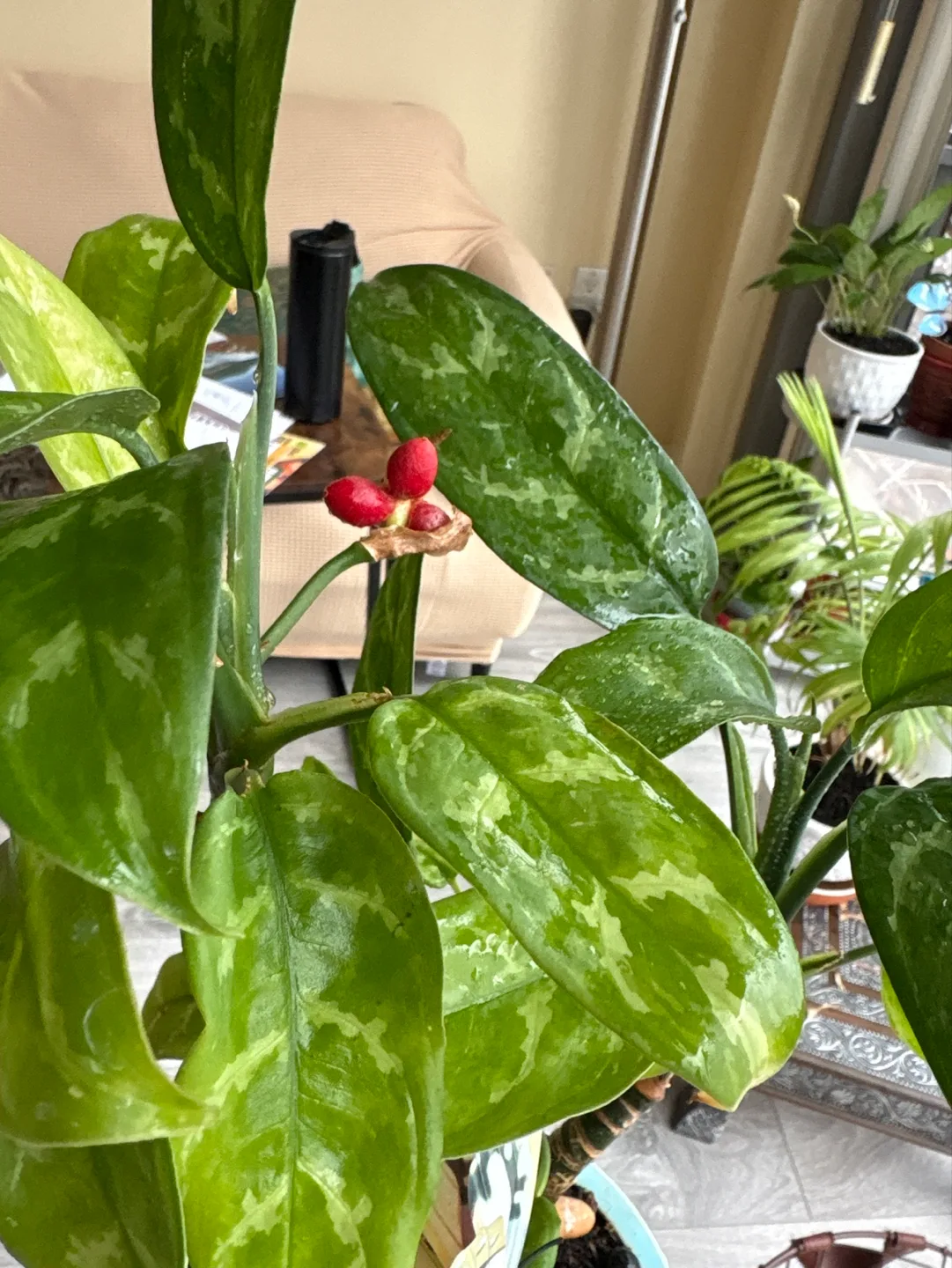 Thrifty pick Rare Flowering Zamioculcas Zamiifolia ZZ Plant thumbnail