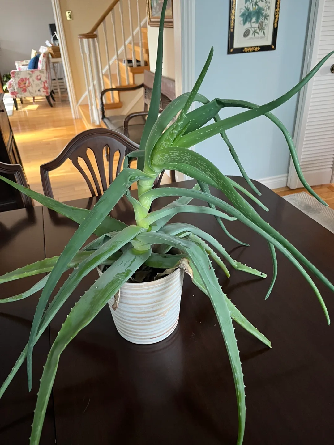 Large Aloe Plant💚 thumbnail