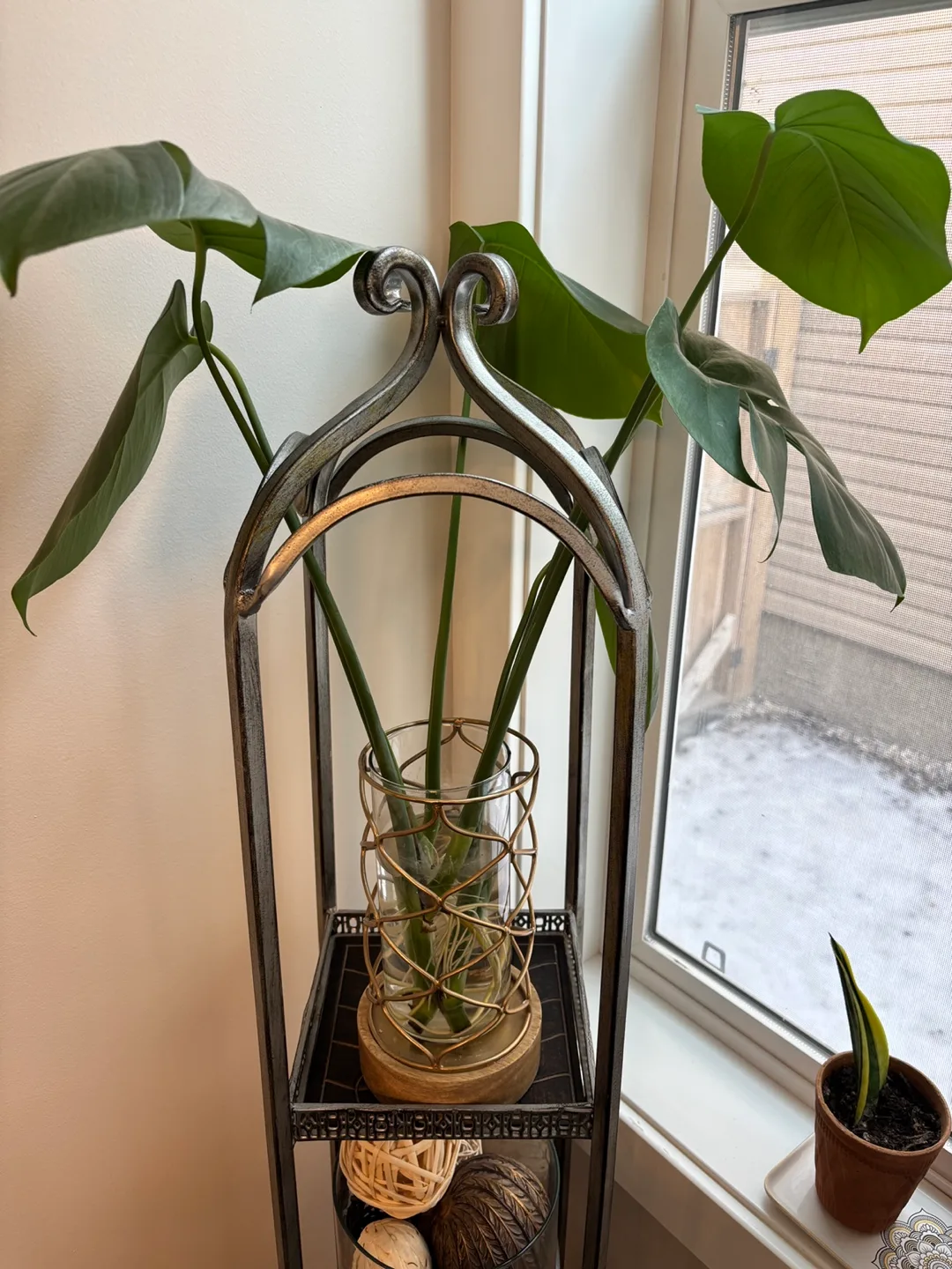 Monstera Deliciosa Cuttings, $10 each thumbnail