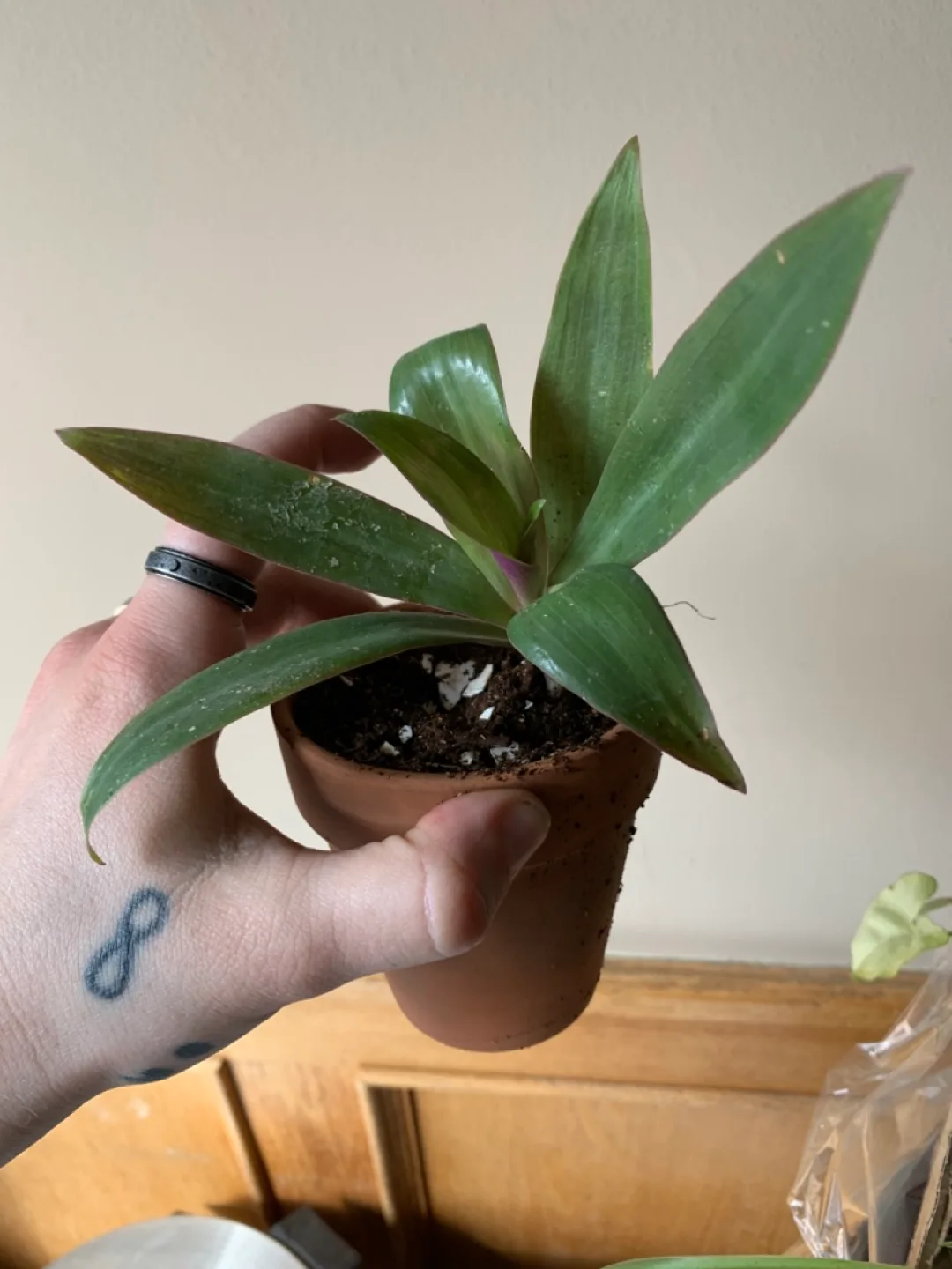 Tradescantia Spathacea/boat lily plant thumbnail