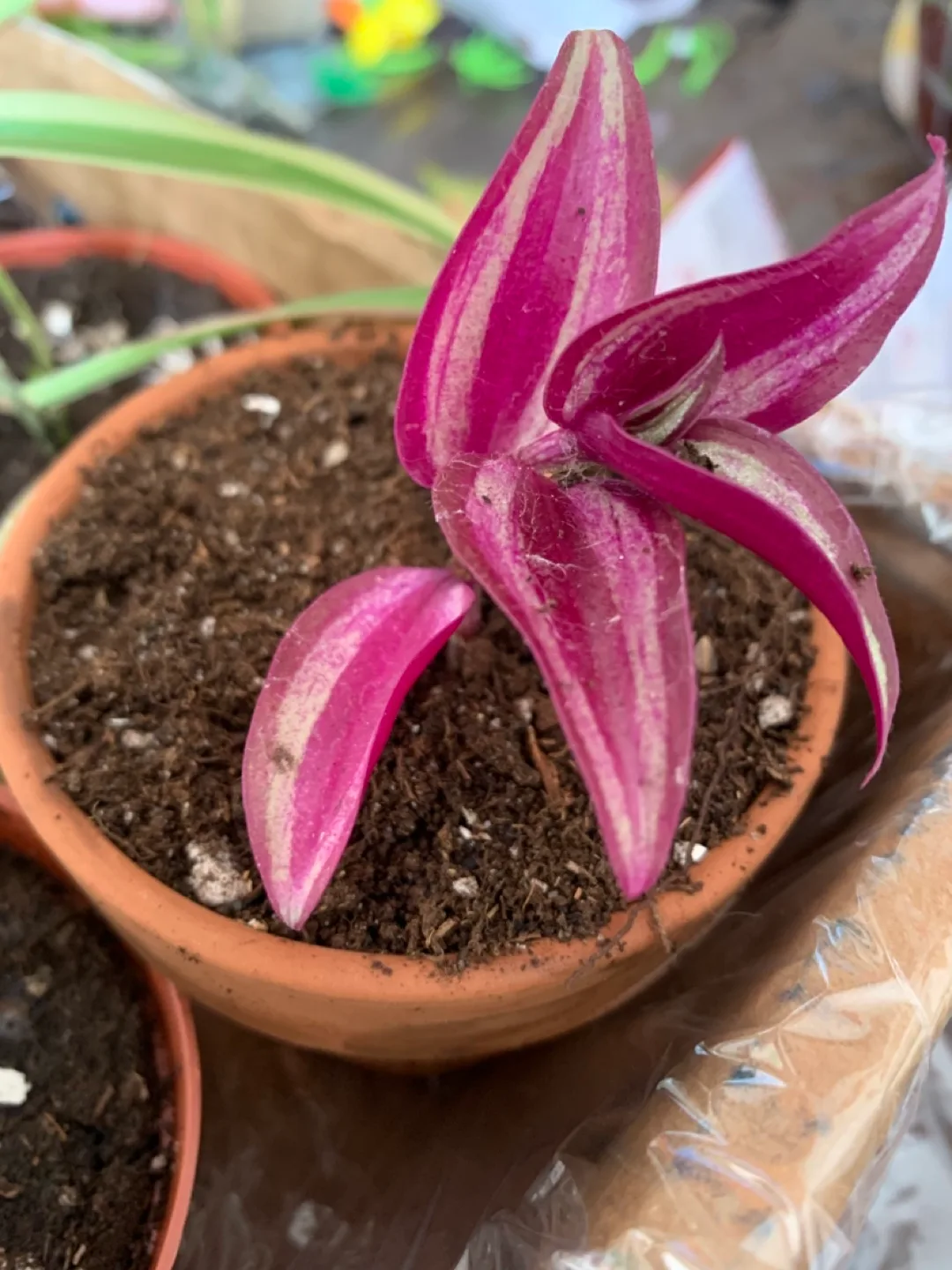 Tradescantia Nanouk Purple Heart Plant thumbnail