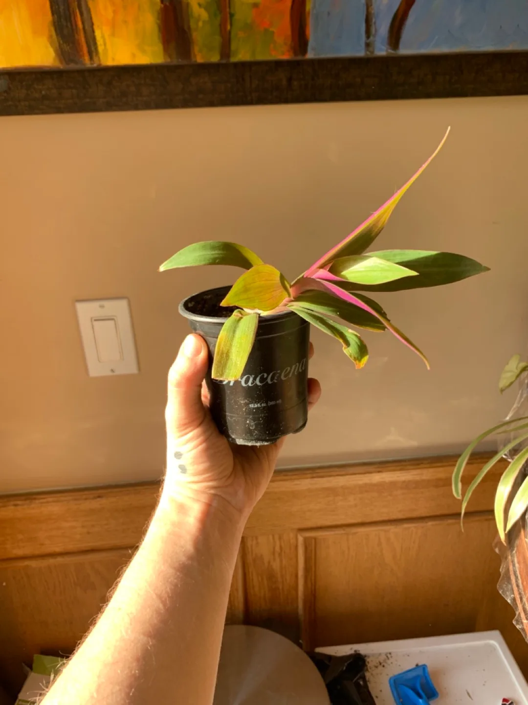 Tradescantia Spathacea/boat lily Houseplant thumbnail