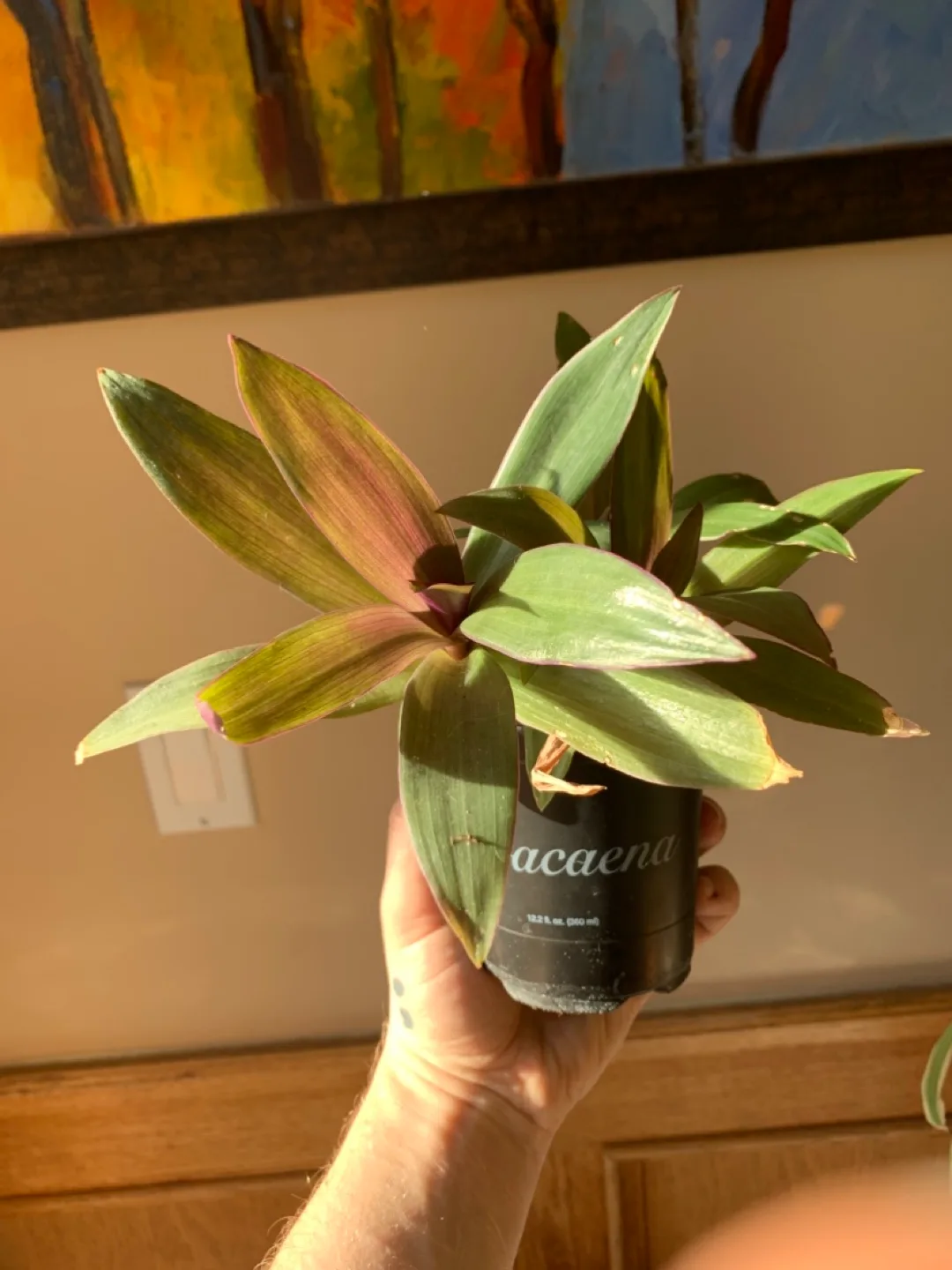 Tradescantia Spathacea/boat lily Houseplant thumbnail