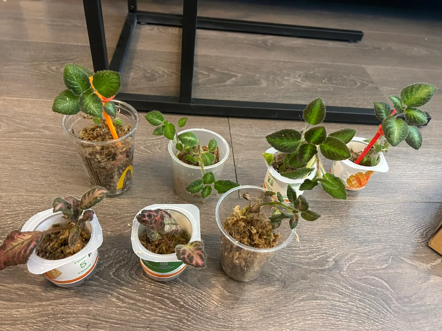 Rare Pink-Purple Episcia Plant or green image indicator(2)