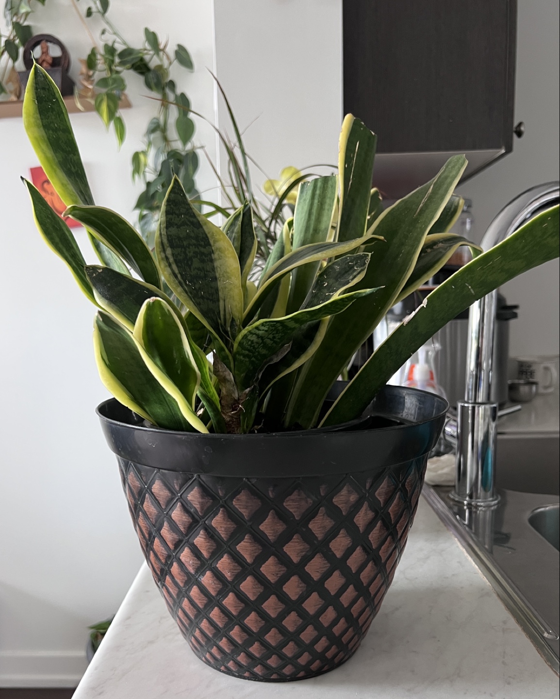 Snake Plant in Decorative Pot