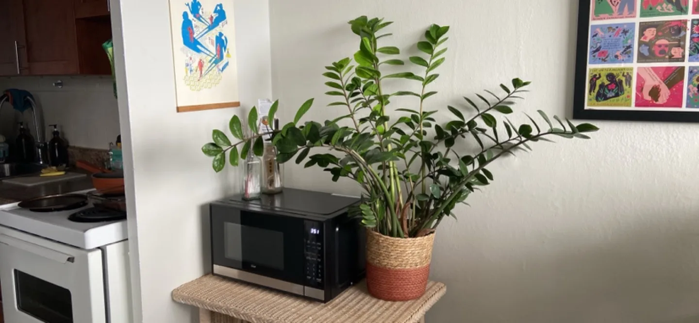 Thriving ZZ plant in wicker basket planter thumbnail