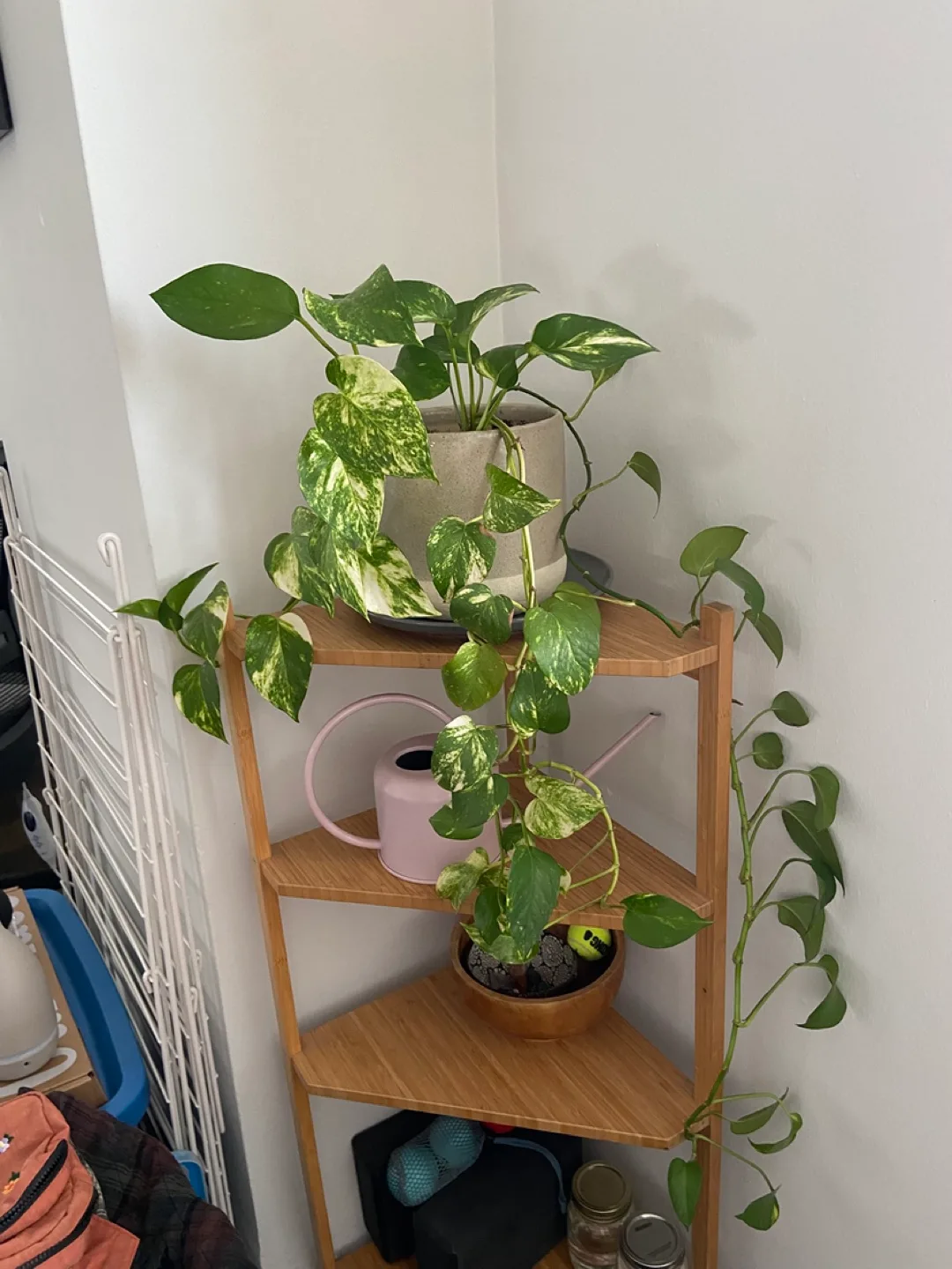 Thriving pothos plant in large ceramic pot thumbnail