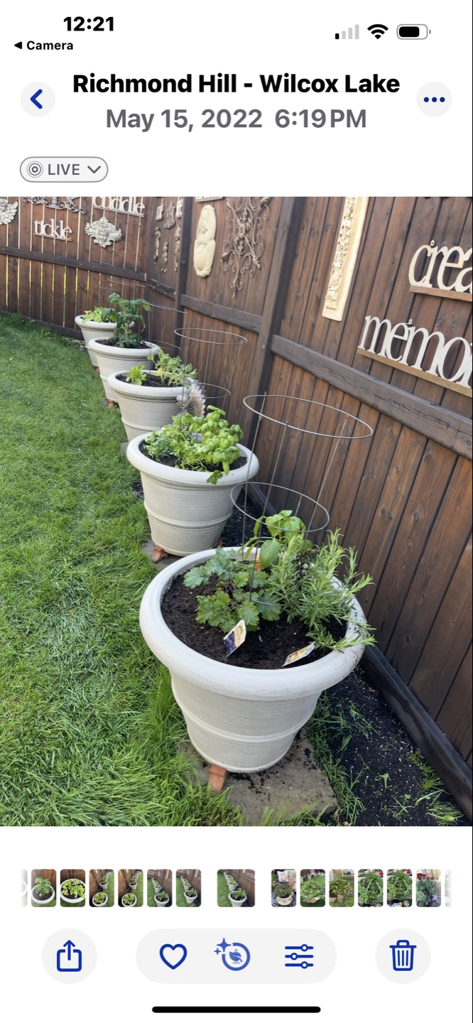 Large FLOWER POTS (24”w x 21”h) - photo 3