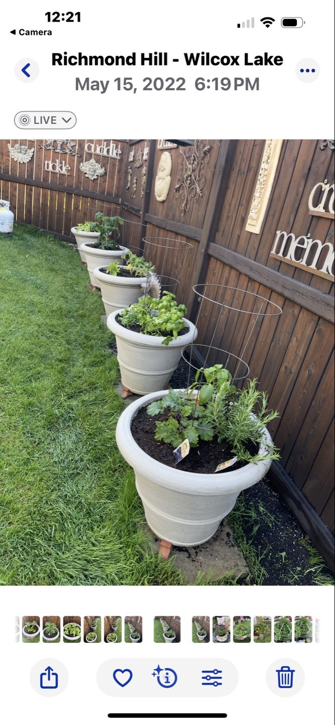 Large FLOWER POTS (24”w x 21”h)