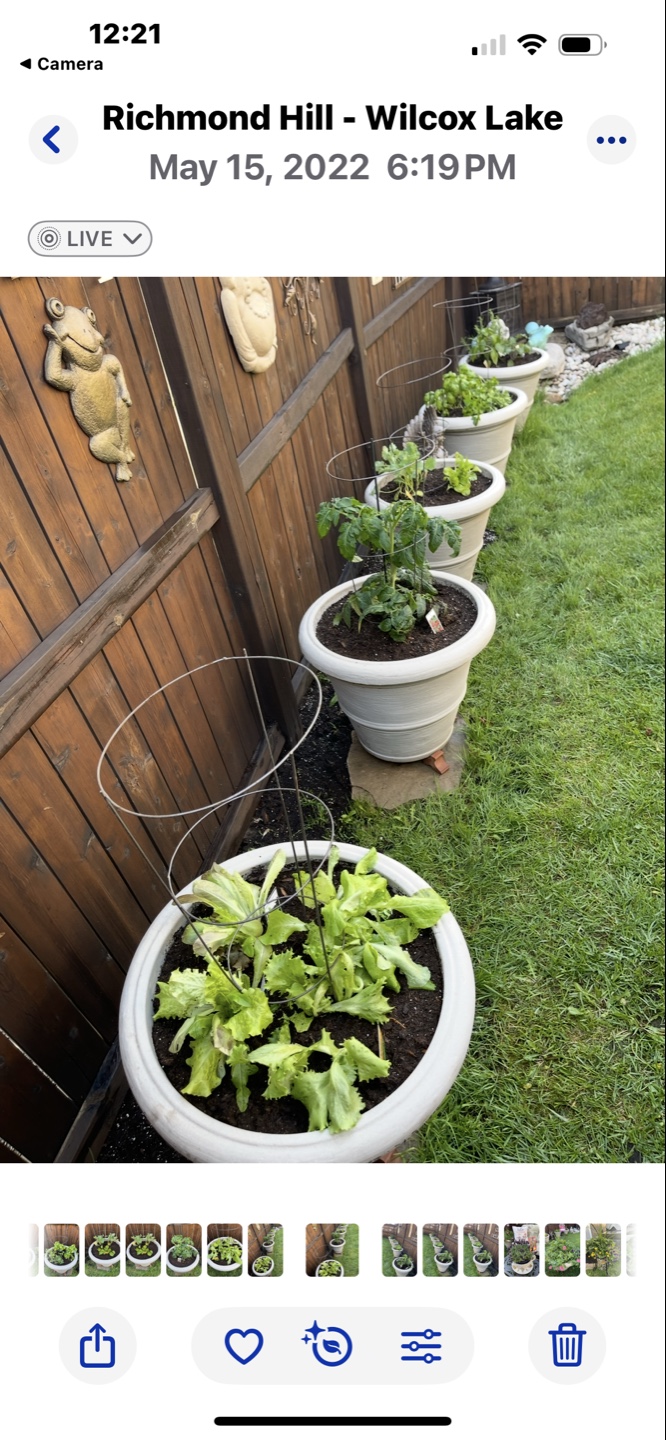 Large FLOWER POTS (24”w x 21”h) - photo 4