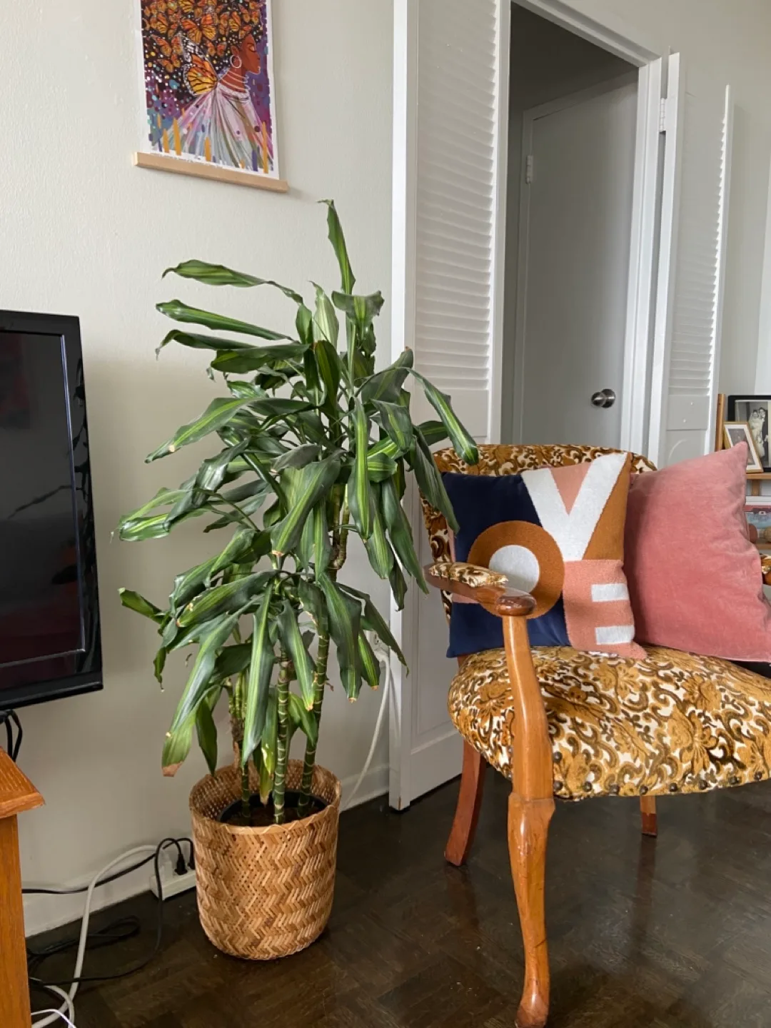 Tall Dracaena plant in wicker basket thumbnail