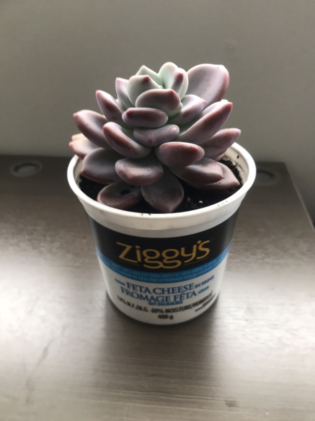 Purple Succulent in Ziggy's Pot - photo 3