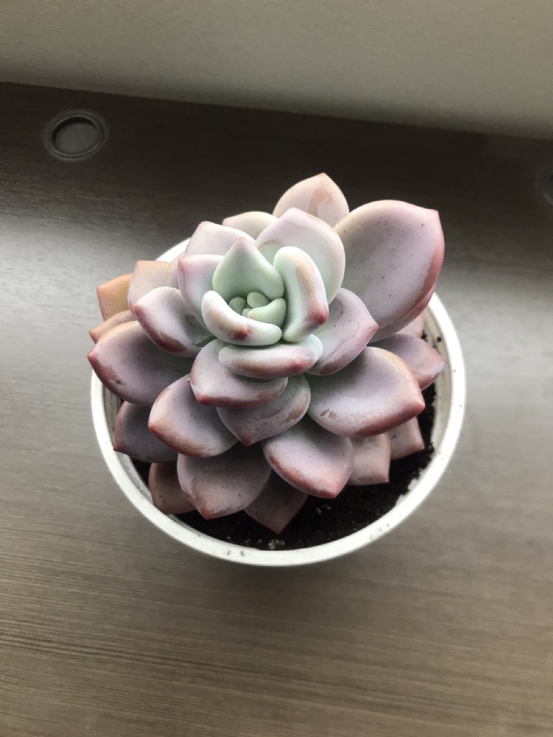 Purple Succulent in Ziggy's Pot