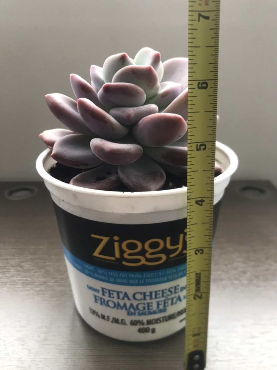 Purple Succulent in Ziggy's Pot - photo 2