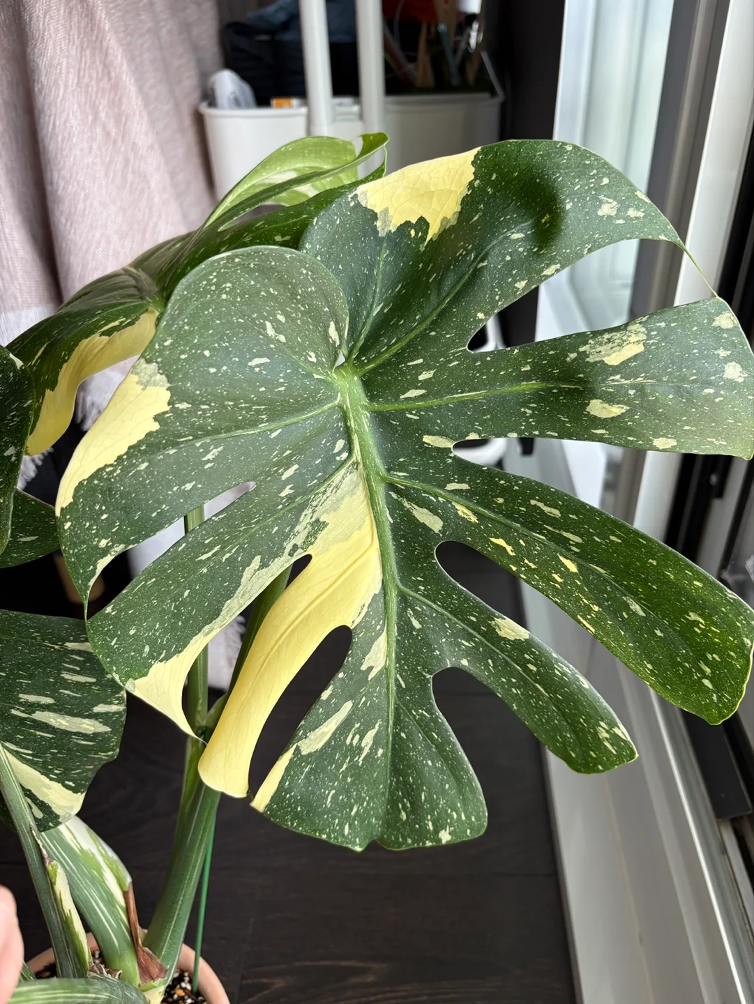 Rare Monstera Thai Constellation (with Pot) image indicator(4)