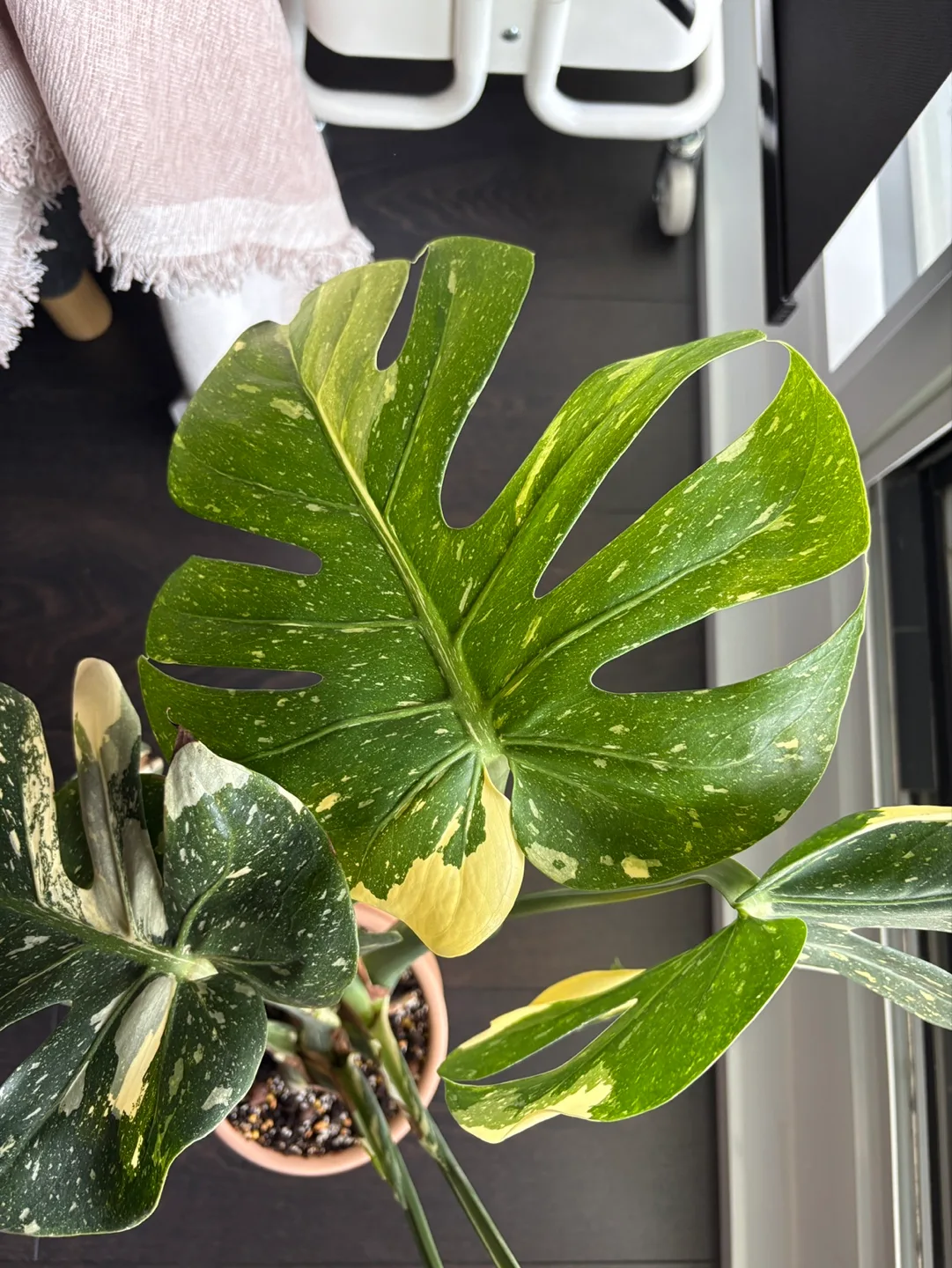 Rare Monstera Thai Constellation (with Pot) image indicator(5)