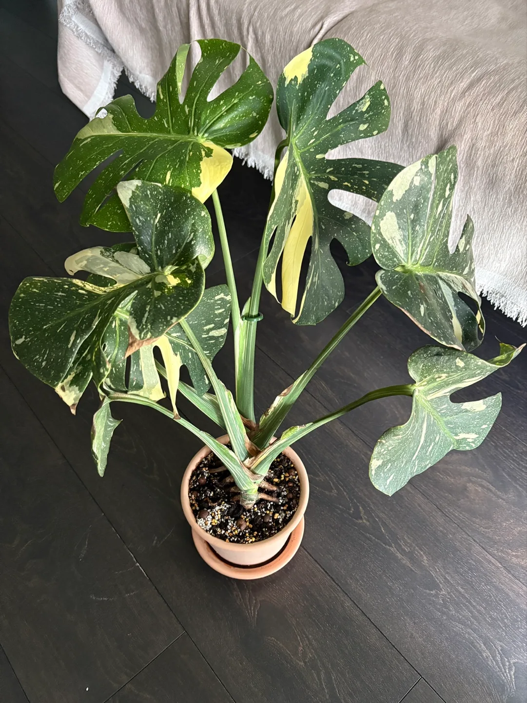 Rare Monstera Thai Constellation (with Pot) image indicator(2)