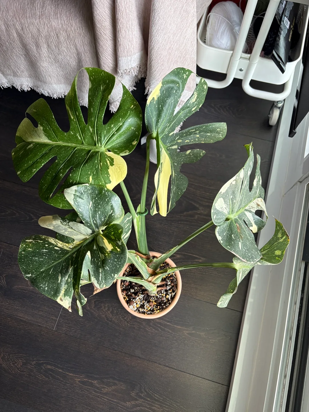 Rare Monstera Thai Constellation (with Pot) image indicator(3)