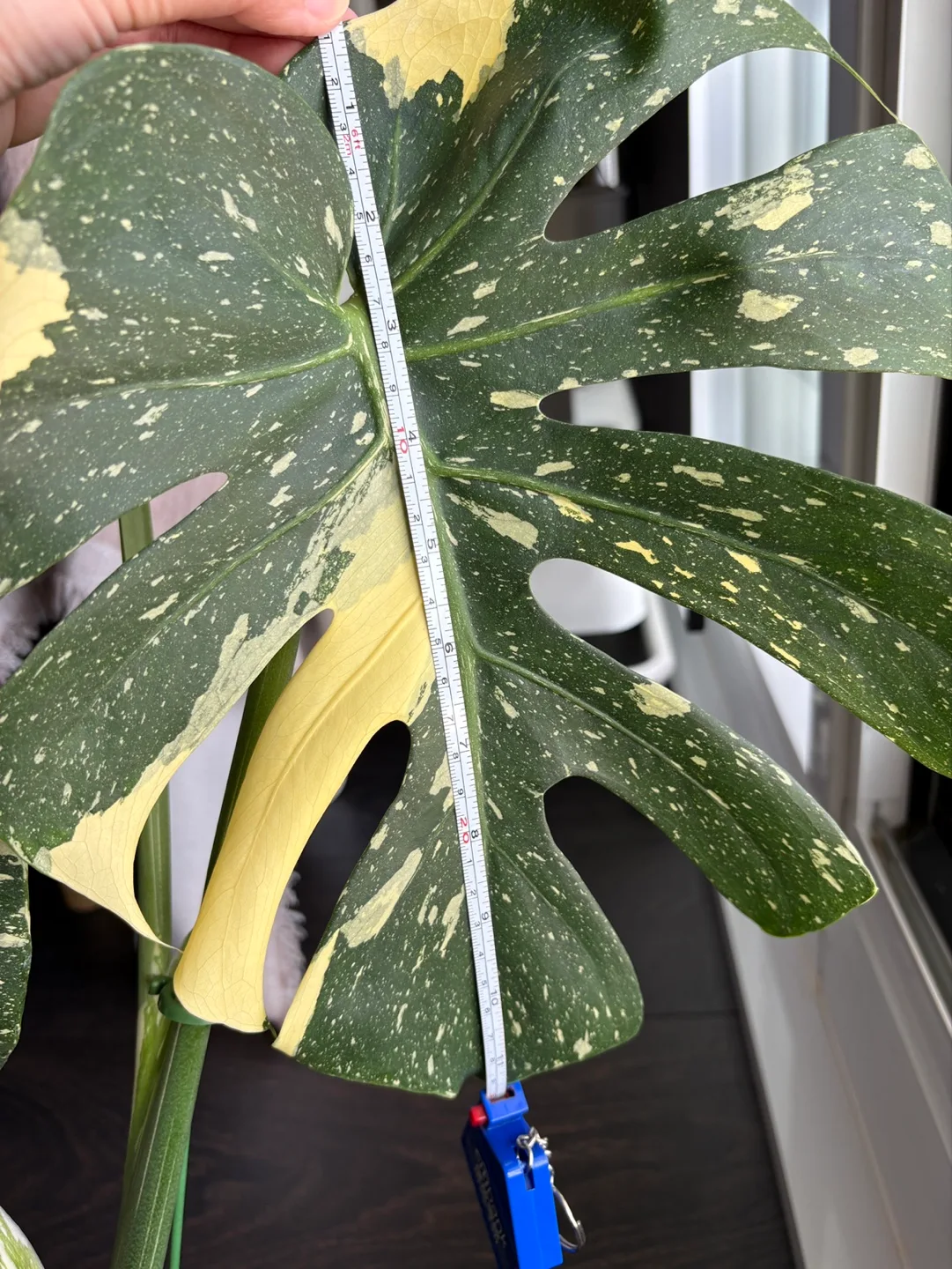 Rare Monstera Thai Constellation (with Pot) image indicator(6)