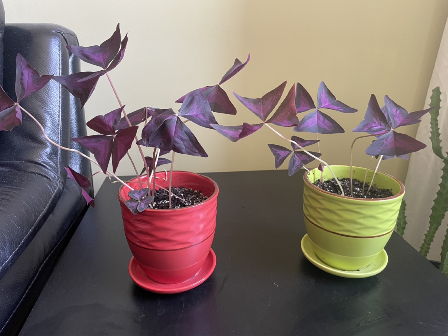 Two Purple Shamrock Plants in Pots