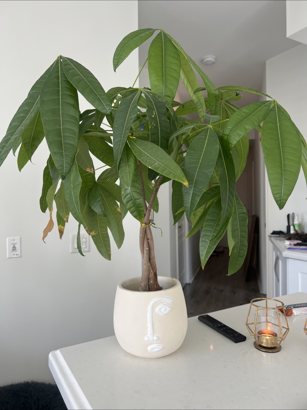 Money Tree Plant in Unique Face Planter