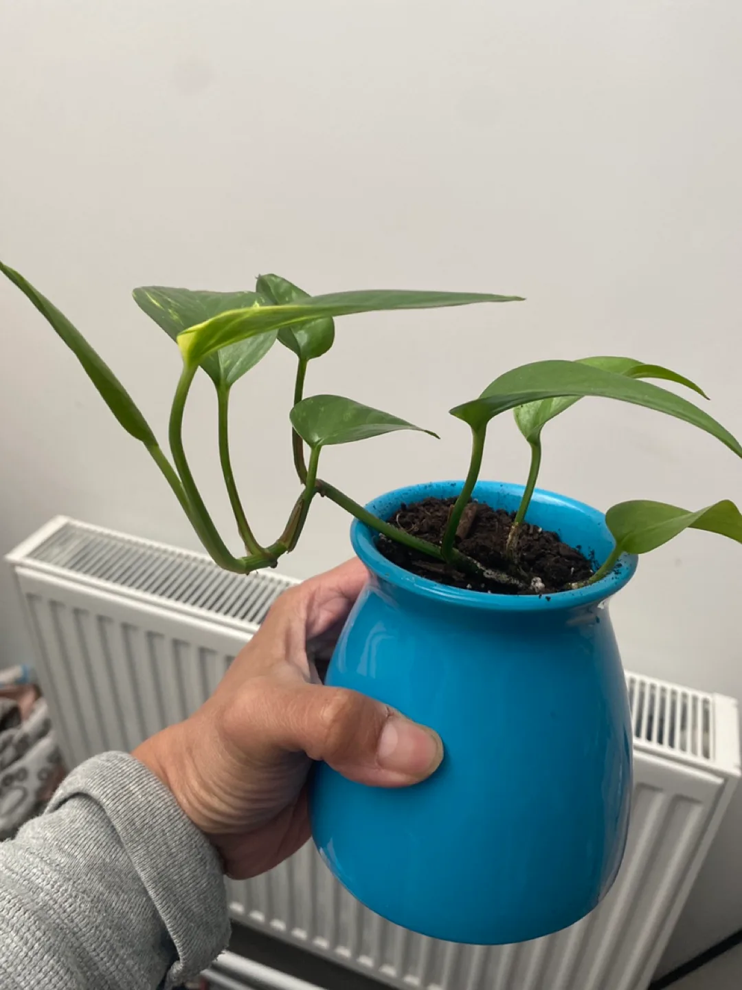 Healthy Golden Pothos in Blue Pot thumbnail