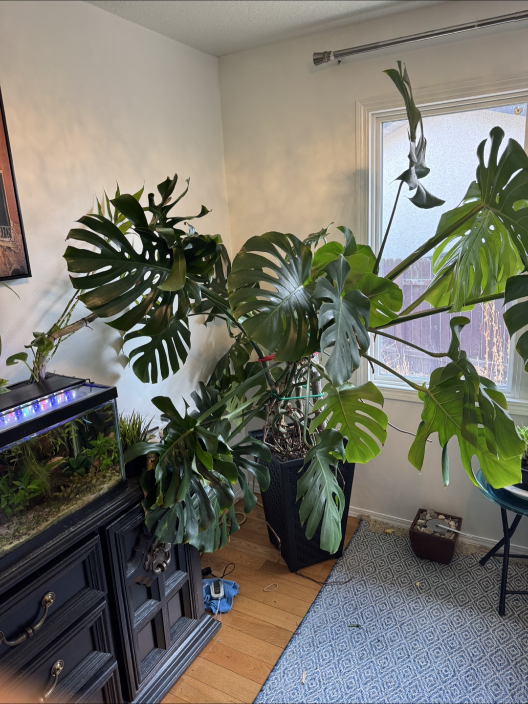Large Monstera Deliciosa Plant