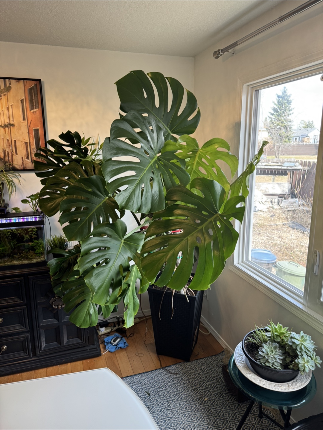 Large Monstera Deliciosa Plant - photo 2