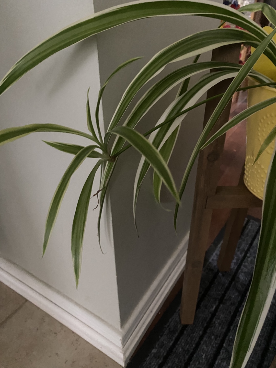 Spider Plant in metal pot - photo 4