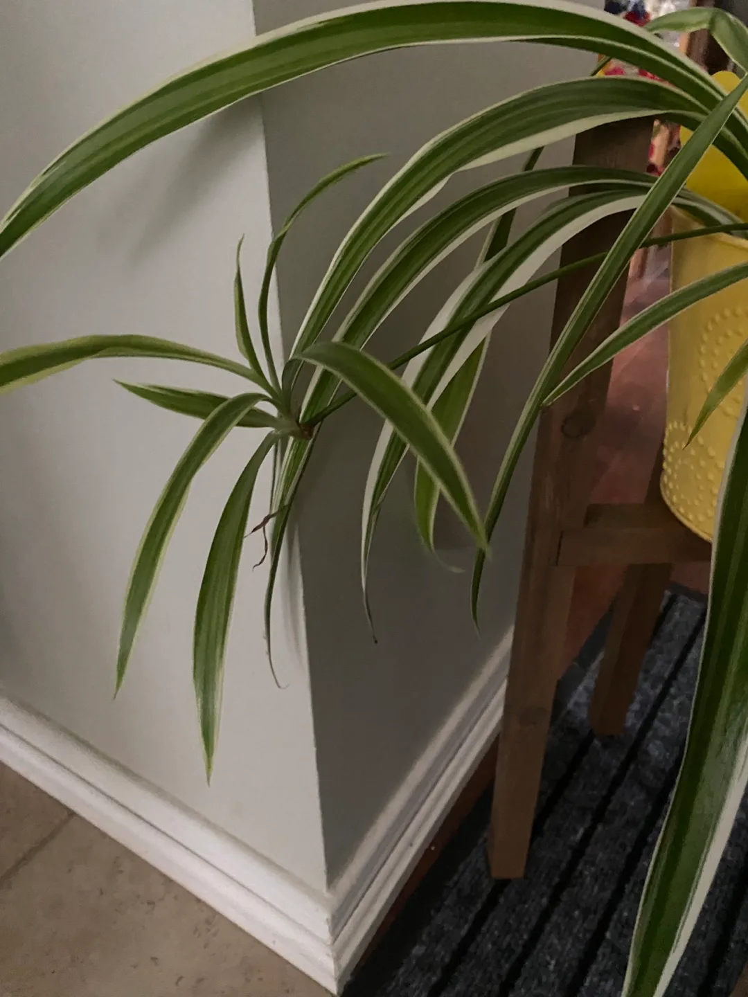 Spider Plant in metal pot image indicator(4)