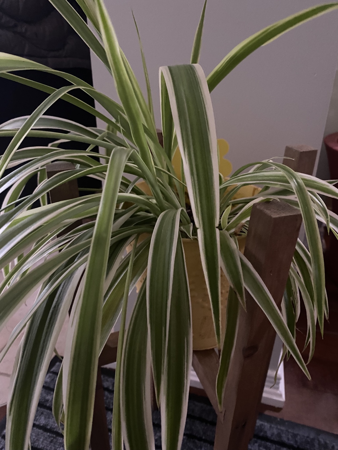 Spider Plant in metal pot - photo 2