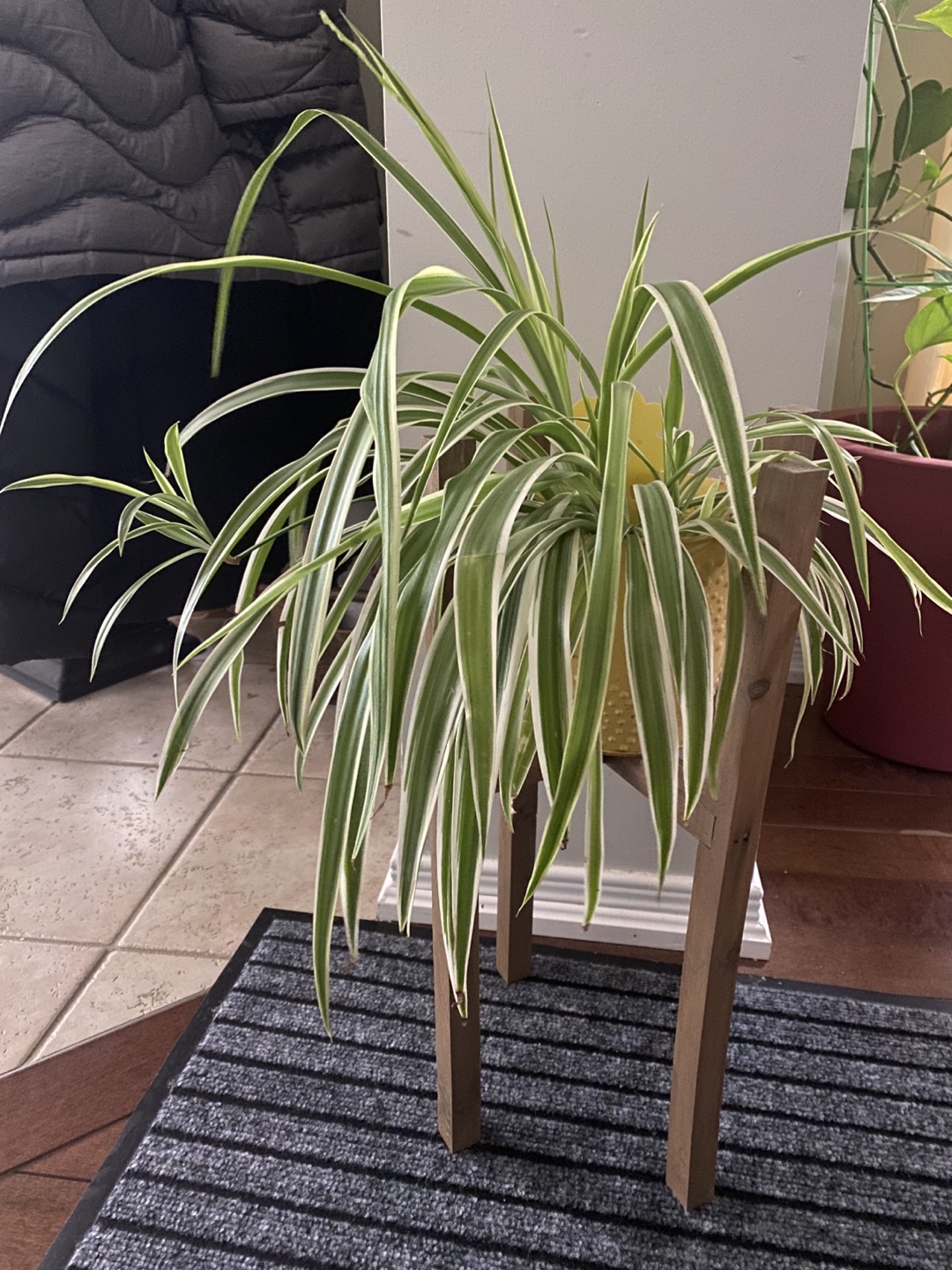 Spider Plant in metal pot