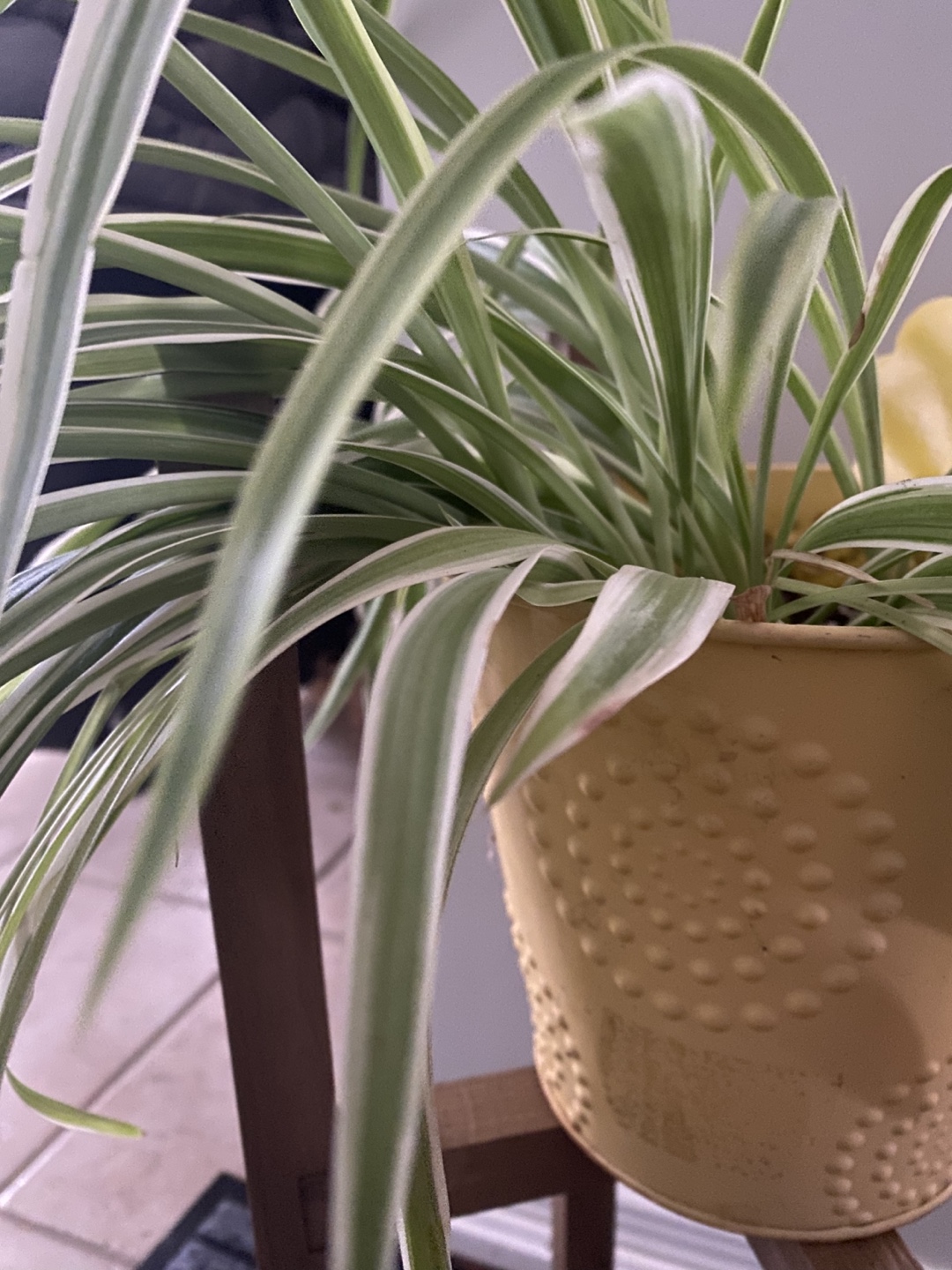 Spider Plant in metal pot - photo 3