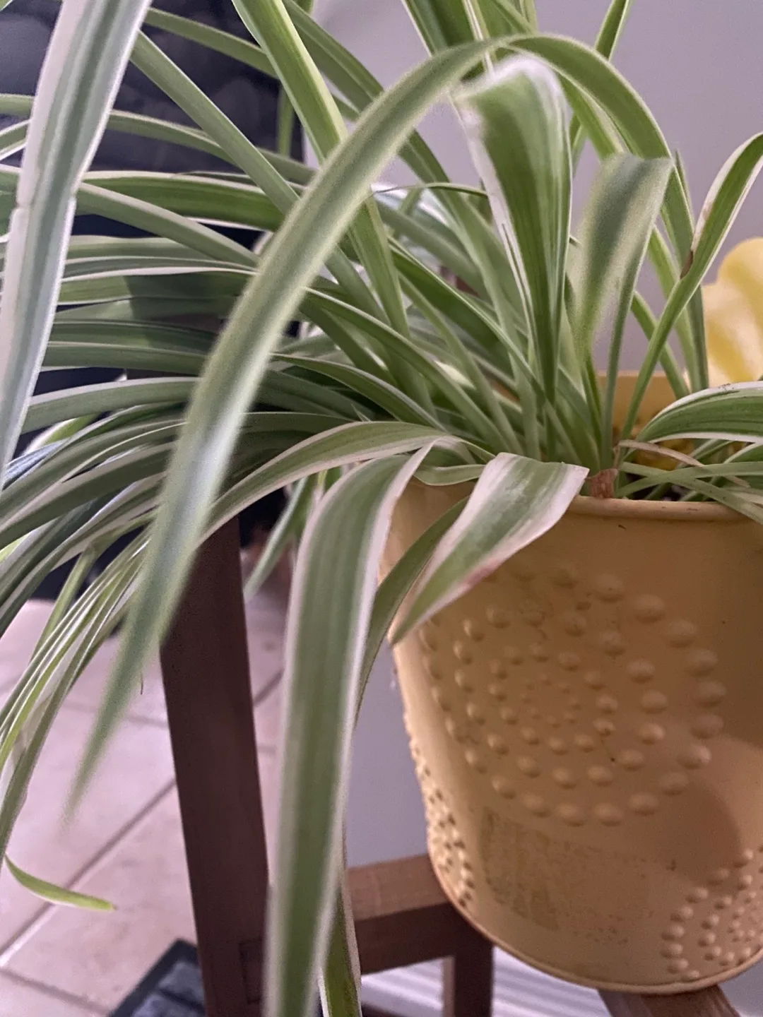 Spider Plant in metal pot image indicator(3)