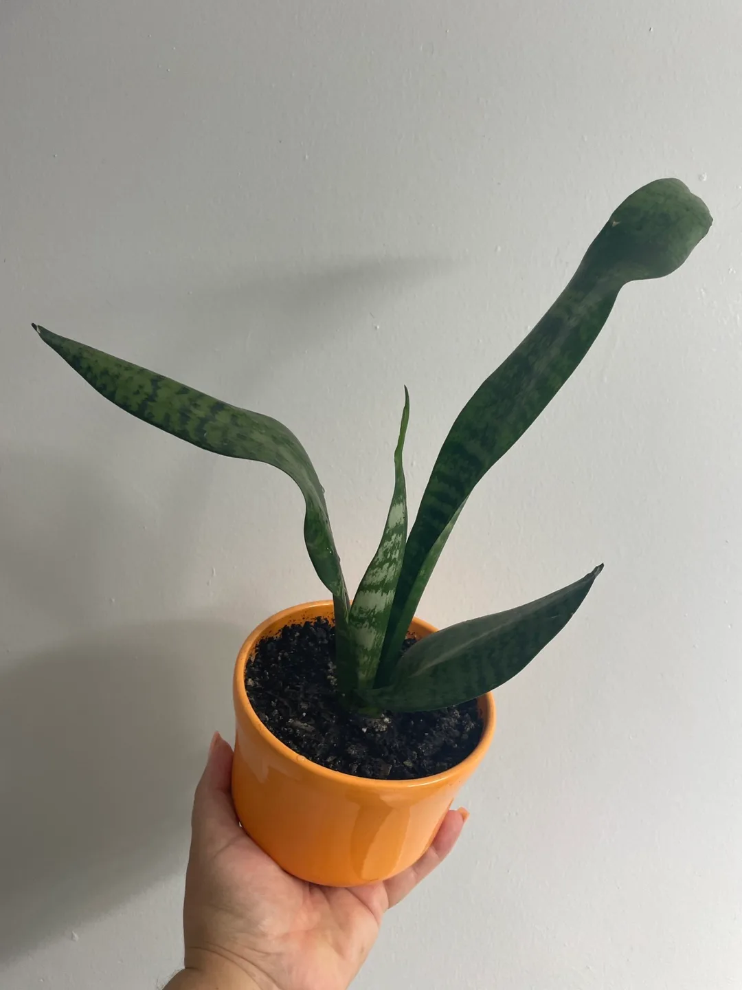 Snake Plant in Orange Pot image indicator(3)