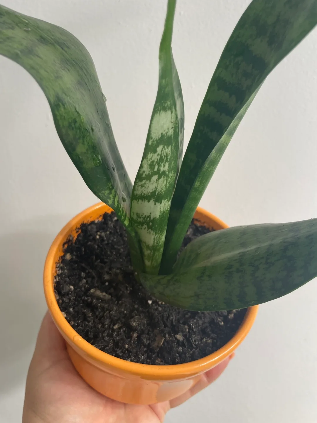 Snake Plant in Orange Pot image indicator(2)