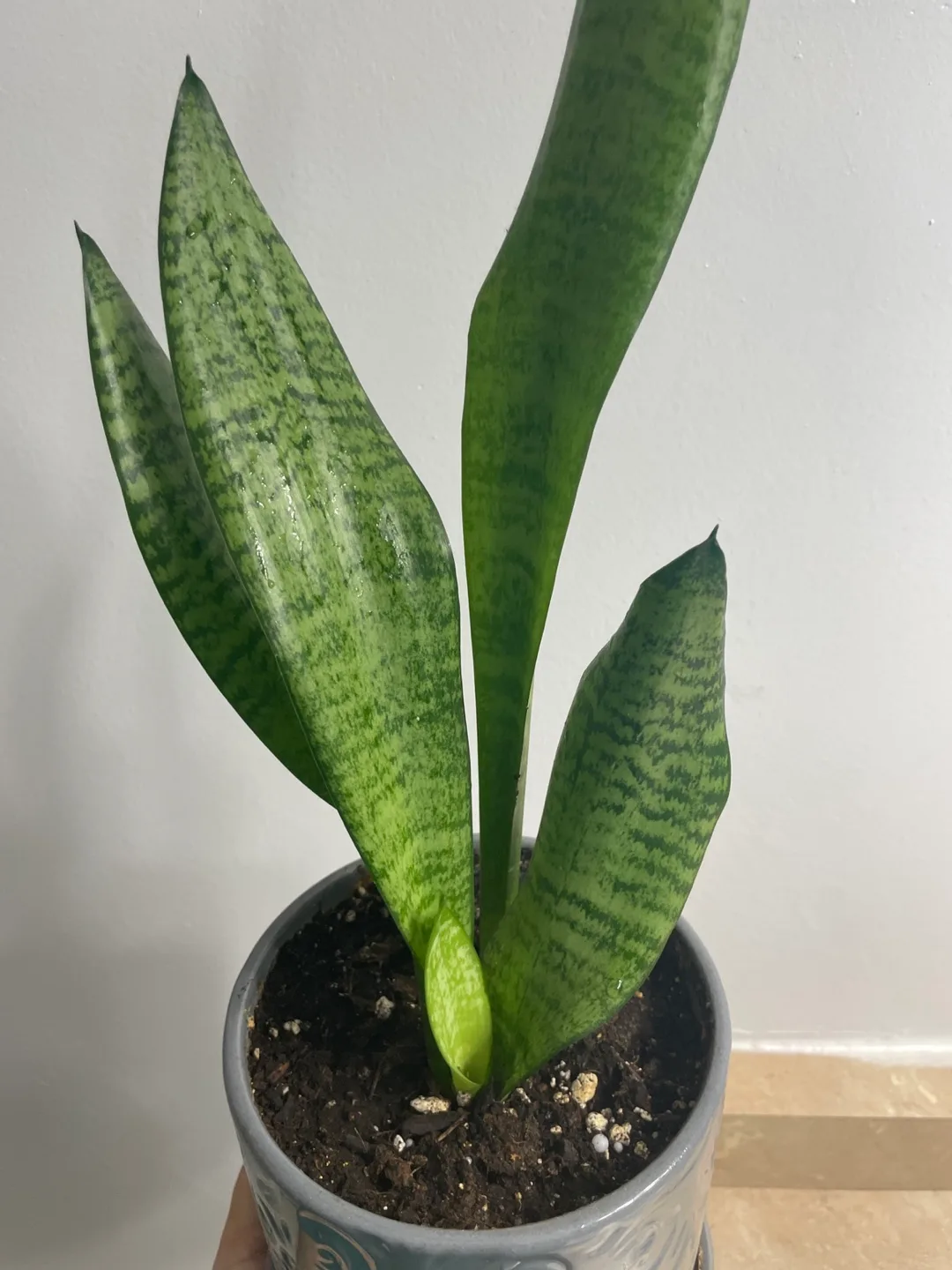 Snake Plant in Grey Pot image indicator(3)