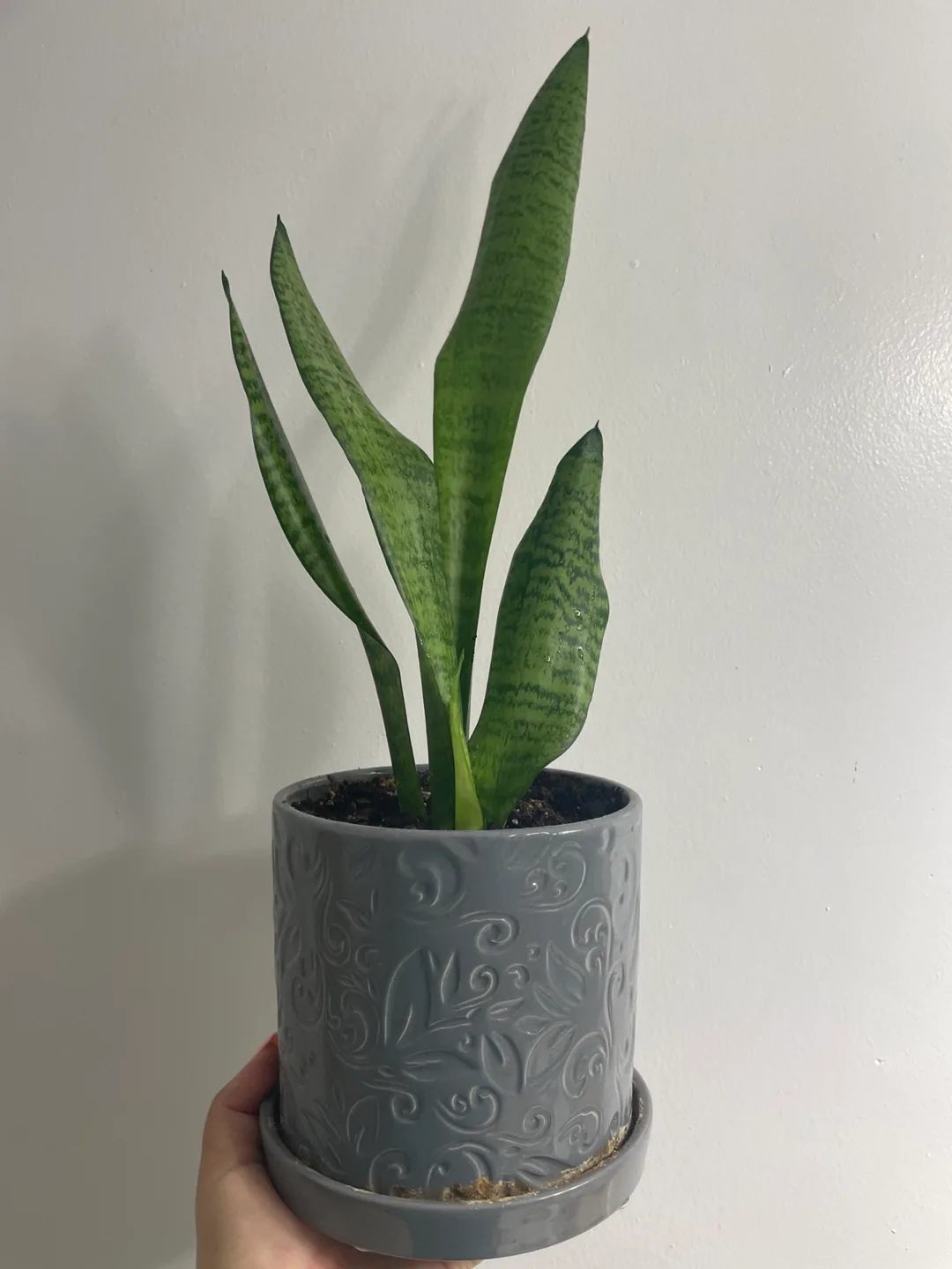 Snake Plant in Grey Pot image indicator(4)