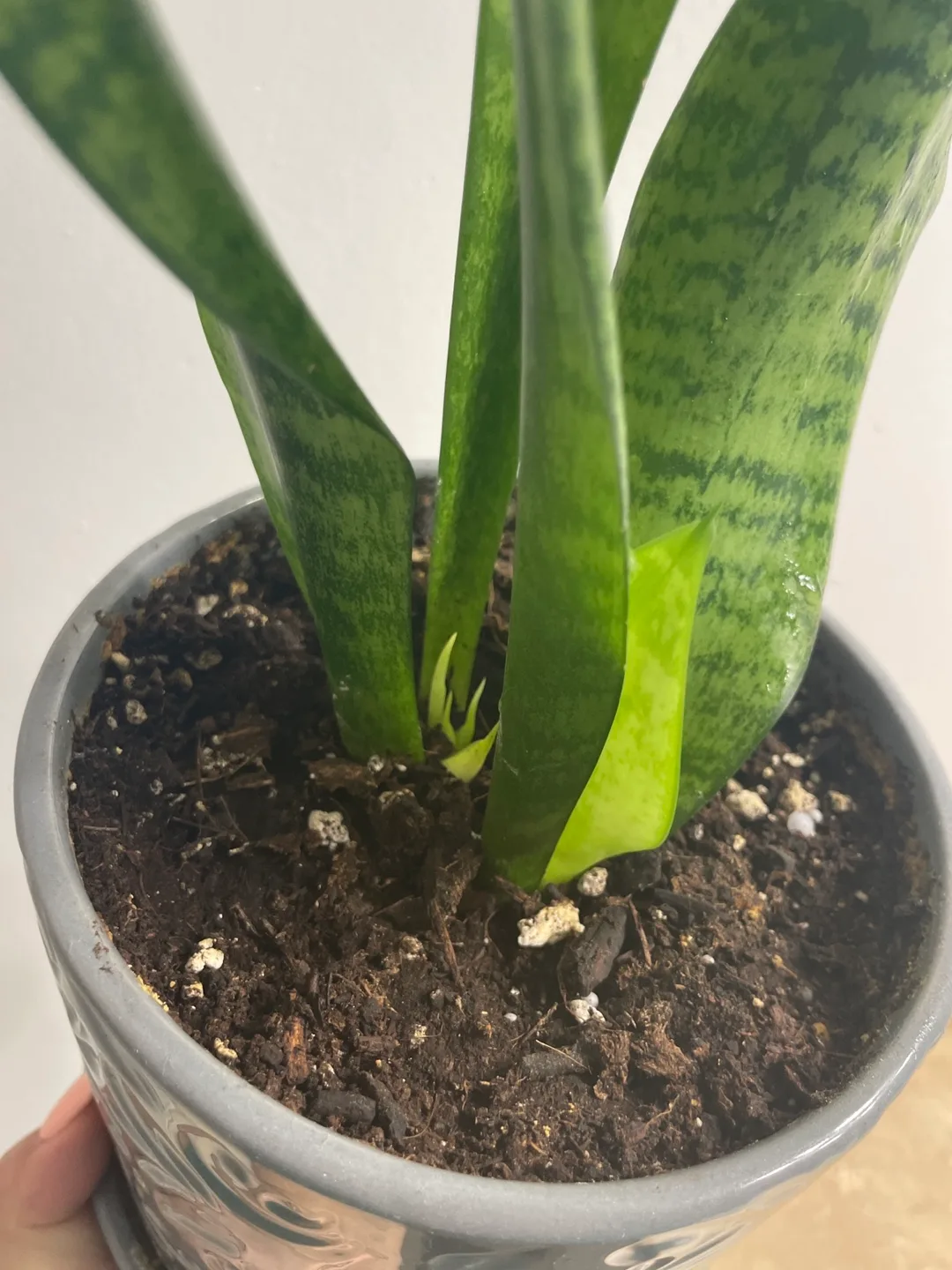 Snake Plant in Grey Pot image indicator(2)