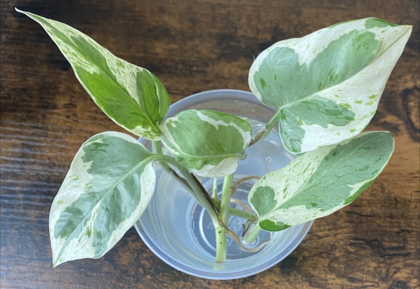 N Joy Pothos Cutting