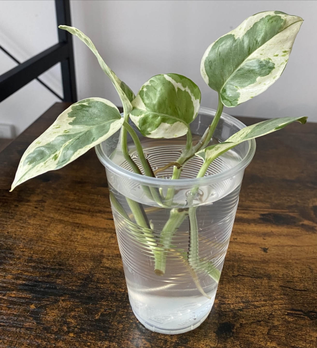 N Joy Pothos Cutting - photo 2