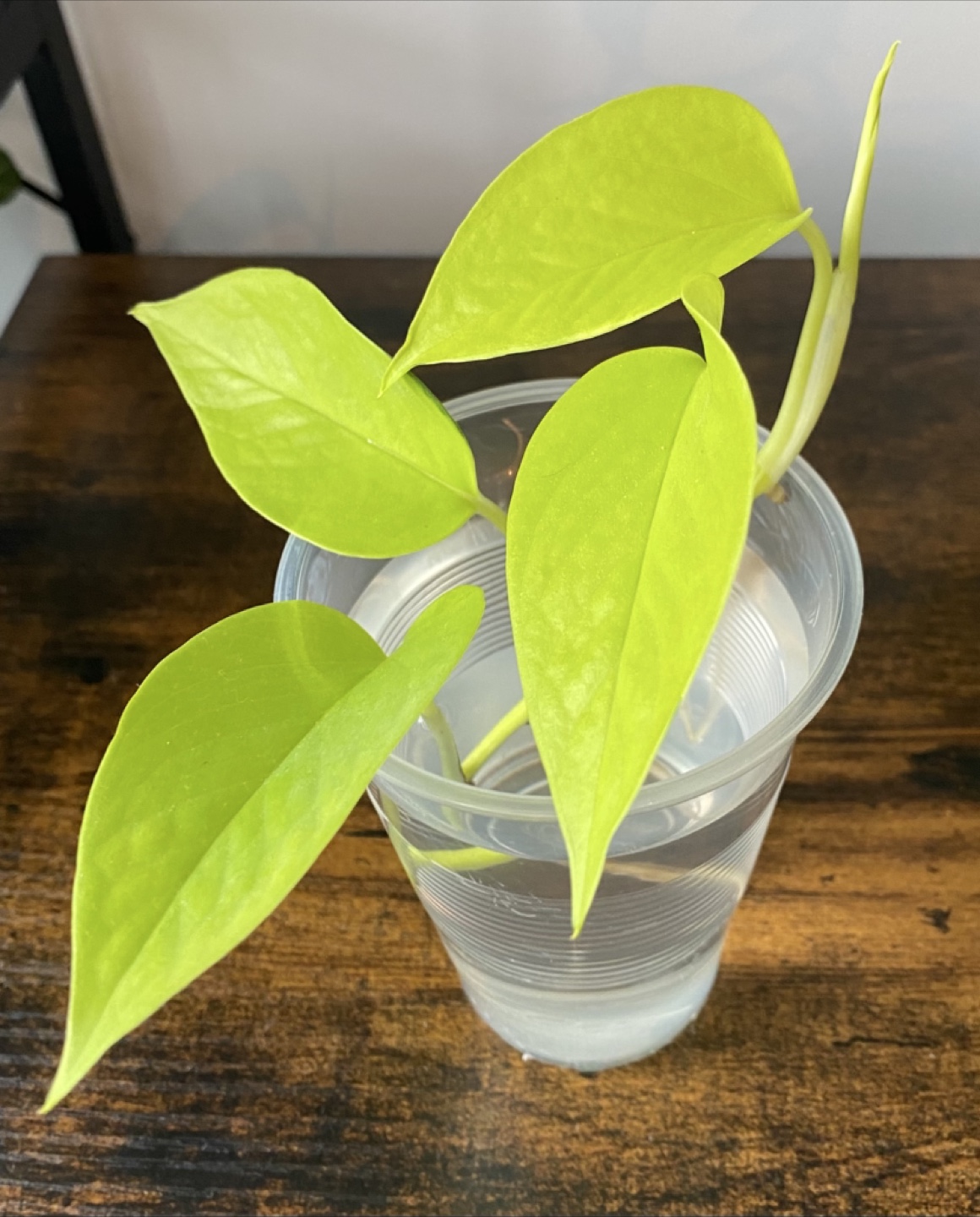 Neon Pothos Cutting in Water