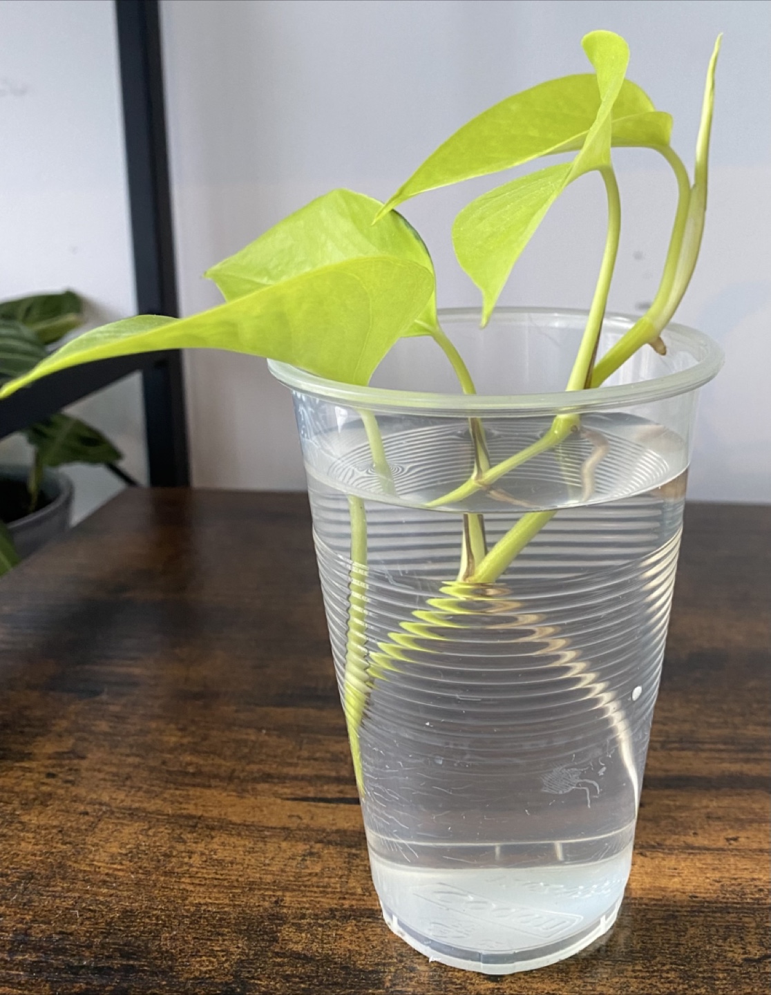 Neon Pothos Cutting in Water - photo 2