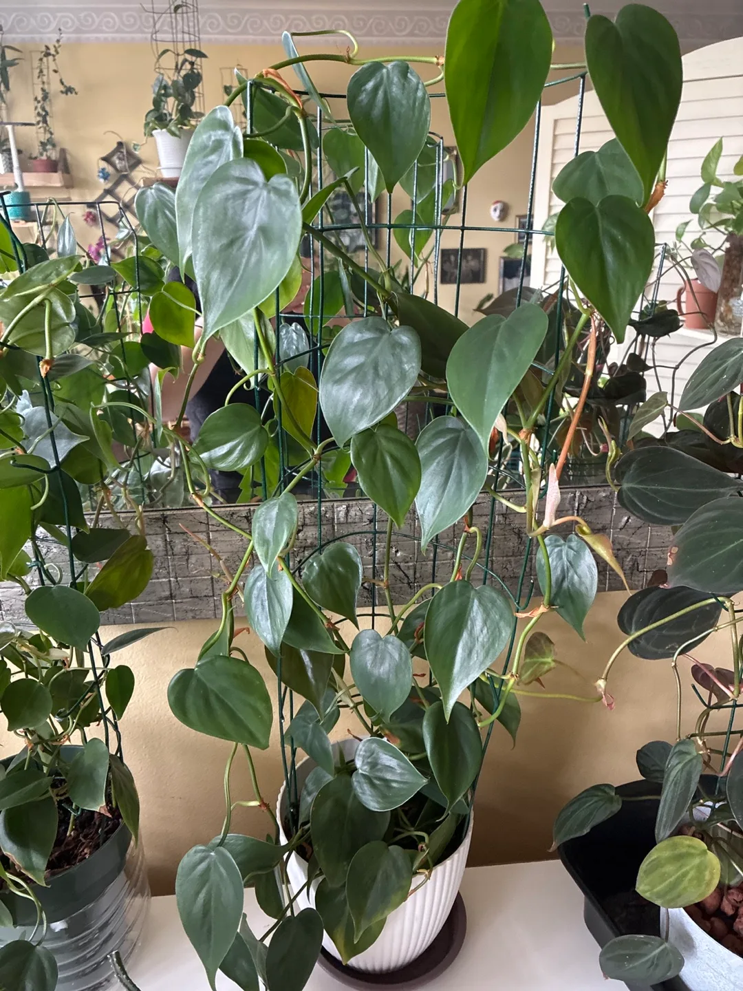 Philodendron Gloriosum thumbnail