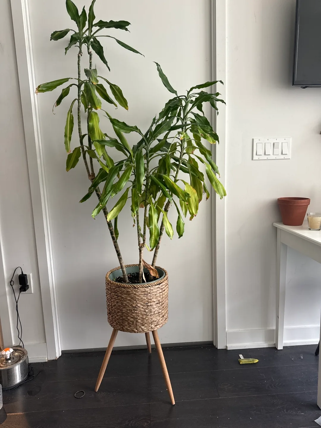 Large Dracaena Marginata Plant in Woven Basket Planter💚 thumbnail