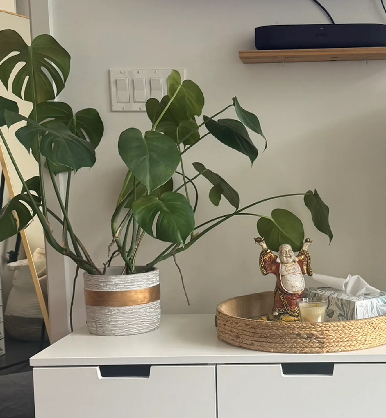 Monstera Deliciosa Plant💚 thumbnail