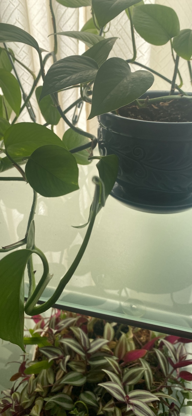 5 feet long Money plant - photo 3